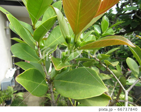 トロピカルフルーツヒメグァバの緑色の蕾 66737840