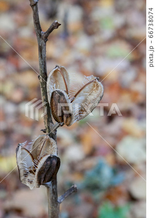 枯れたオオウバユリ 枯れたオオウバユリ 66738074