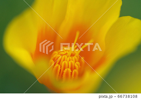 花菱草のオーロラ 花菱草のオーロラ 66738108