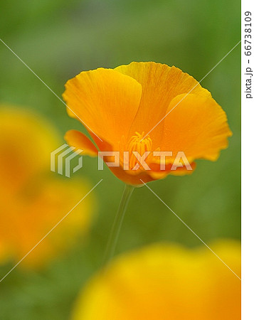 花菱草 花菱草 66738109
