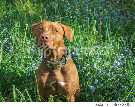 Lovable, pretty puppy of chocolate color. Closeup 66738386