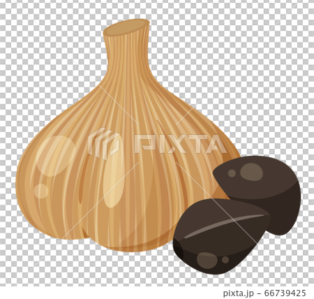 Illustration of black garlic _ whole and peeled Illustration of black garlic _ whole and peeled 66739425