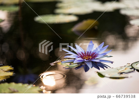 purple lotus flower with sunset bokeh 66739538