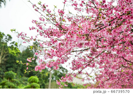 桜まつり さくらまつり 桜 66739570