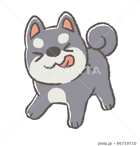 うきうきしている柴犬(黒毛) 66739710