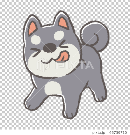 うきうきしている柴犬(黒毛) 66739710