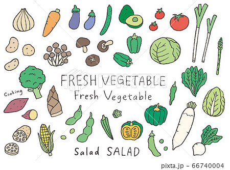 いろんな野菜の手描きイラスト（カラー） 66740004