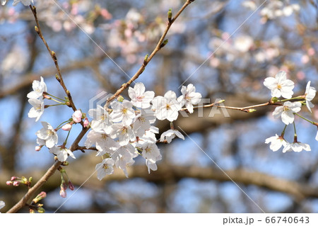 桜の花びらアップ 66740643