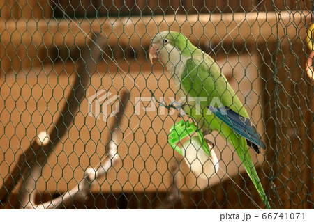 Beautiful green parrot sitting in zoo cage. Beautiful green parrot sitting in zoo cage. 66741071