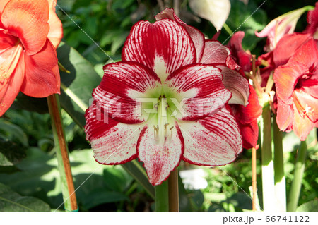 Close up of red and white lily flower. 66741122