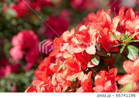 Background of a beautiful Azalea flowers. 66741196
