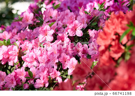 Close up blooming azalea flowers in spring time. 66741198