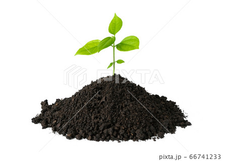 green plant growing on soil isolate white green plant growing on soil isolate white 66741233