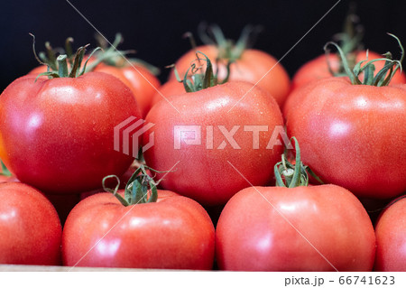 Red tomatoes with water drops on black background. Close-up of tasty fresh organic vegetables on store shelf for sale. Vegan food, healthy eating, healthful product. Red tomatoes with water drops on black background. Close-up of tasty fresh organic vegetables on store shelf for sale. Vegan food, healthy eating, healthful product. 66741623