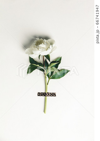 Flat-lay of Beautiful peony flower taped on white background Flat-lay of Beautiful peony flower taped on white background 66741947