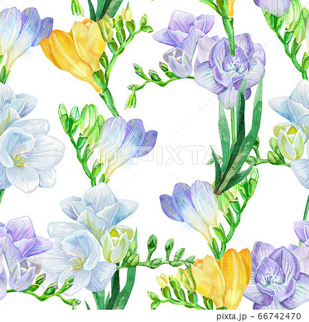 Watercolor White And Violet Freesia Flower のイラスト素材