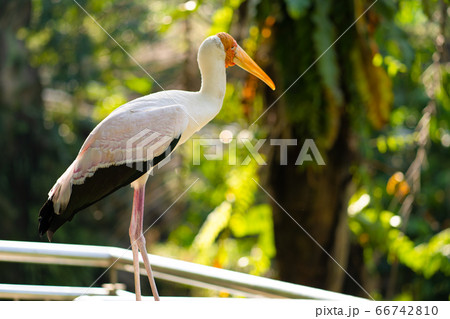 Portrait of milk stork on a fence Portrait of milk stork on a fence 66742810