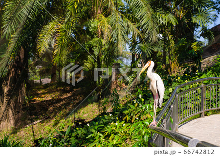 Portrait of milk stork on a fence 66742812