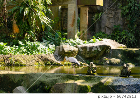 A milk stork is hunting in a pond. Looking for A milk stork is hunting in a pond. Looking for 66742813