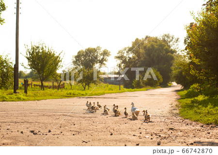 A duck leads its ducklings across the road. Mother A duck leads its ducklings across the road. Mother 66742870