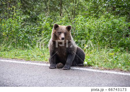Brown bear sitting on the roadside. Wild animal on road 66743173