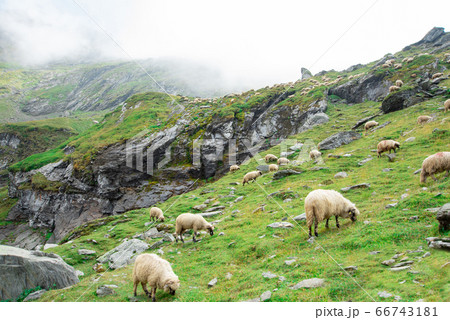 Large flock of sheep in the mountains. Green hills up in the clouds 66743181