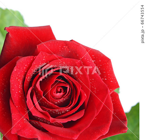 Red rose flower Red rose flower 66743554