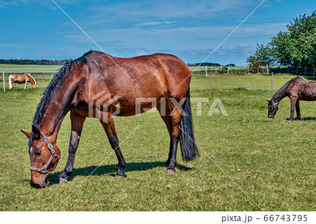 Horses graze in a meadow in a corral on a sunny day 66743795