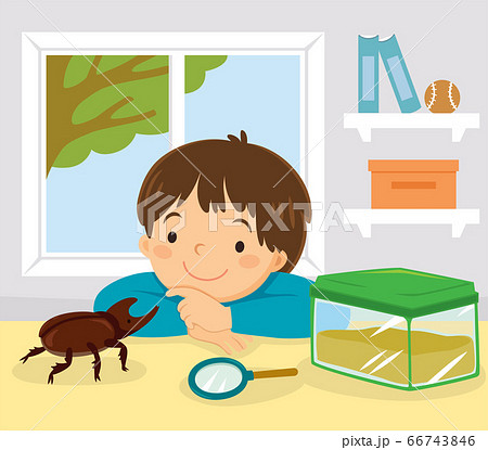 Pet stag beetle, Japanese rhinoceros beetle or Japanese horned beetle. Little kid playing with his pet kabutomushi beetle at home. 66743846