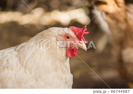 White chickens eating food in farm White chickens eating food in farm 66744987