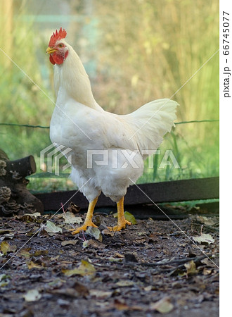 Rooster chicken cockcrow. Crowing rooster Rooster chicken cockcrow. Crowing rooster 66745077