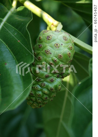 アマゾン地域で栽培されているノニ 66745407