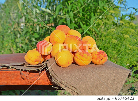 Ripe ripe apricots Ripe ripe apricots 66745422