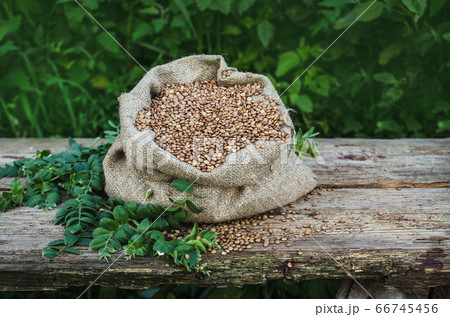 Lentils in bag. Empty copy space 66745456