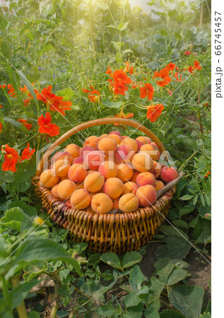 Fresh apricot in wicker basket 66745457