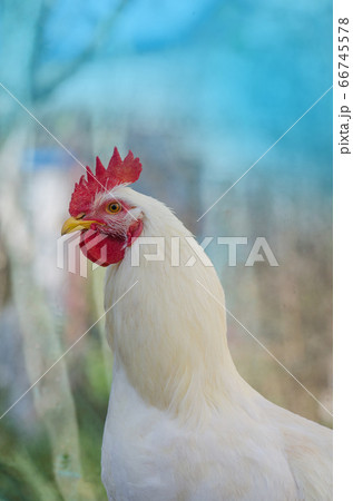 Close up head rooster. Close up of head chicken 66745578