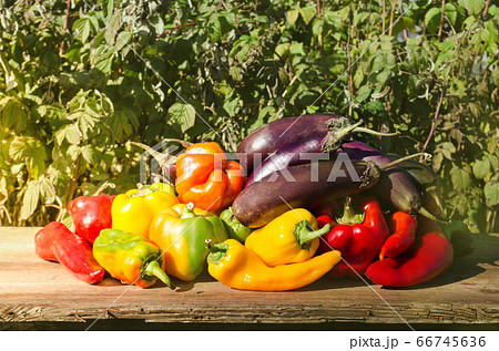 Green , yellow and red pepper, eggplants. 66745636