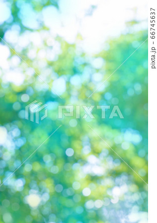 Bokeh green nature background. Beautiful green 66745637