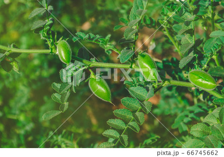 Chickpeas pod on green plant closeup Chickpeas pod on green plant closeup 66745662
