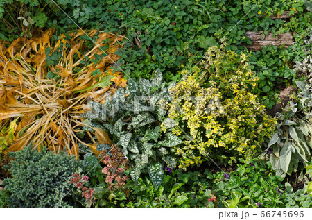 Beautiful autumn garden and blooming perennials. Beautiful autumn garden and blooming perennials. 66745696