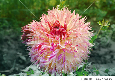 Large fuzzy combination of peach and pink color 66745835