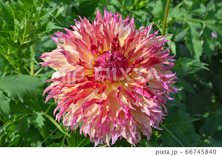 Dahlia blossom plant blend of mauve and peach Dahlia blossom plant blend of mauve and peach 66745840
