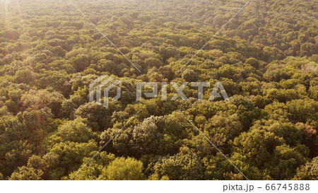 Dense green forest on sunny day from above. 66745888
