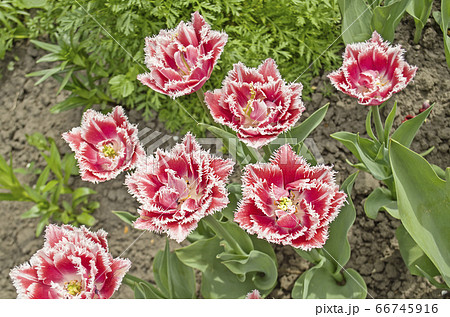 Fringed tulip Queensland. 66745916