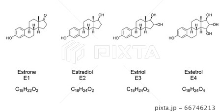 Major endogenous estrogens. Chemical structures of Estrone (E1), Estradiol (E2), Estriol (E3) and Estetrol (E4), sex hormones and sex steroids. Skeletal and structural formula. Illustration. Vector. 66746213