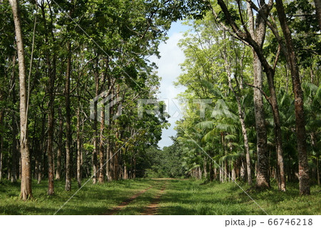 マホガニーとアサイー椰子などを混植しているアマゾンの森林農業 66746218