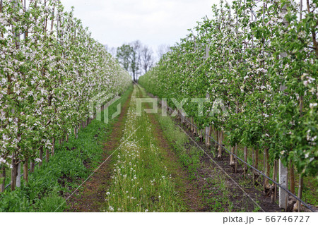Long alley of apple trees in orchard. Road between plantations with grass and dandelions Long alley of apple trees in orchard. Road between plantations with grass and dandelions 66746727
