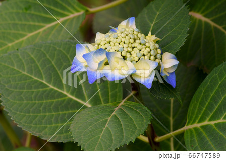 紫陽花 66747589