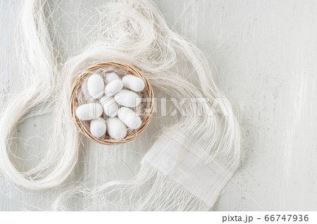 natural silkworm cocoons shells are source of silk 66747936