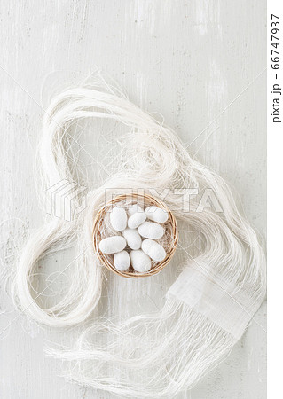 natural silkworm cocoons shells are source of silk natural silkworm cocoons shells are source of silk 66747937
